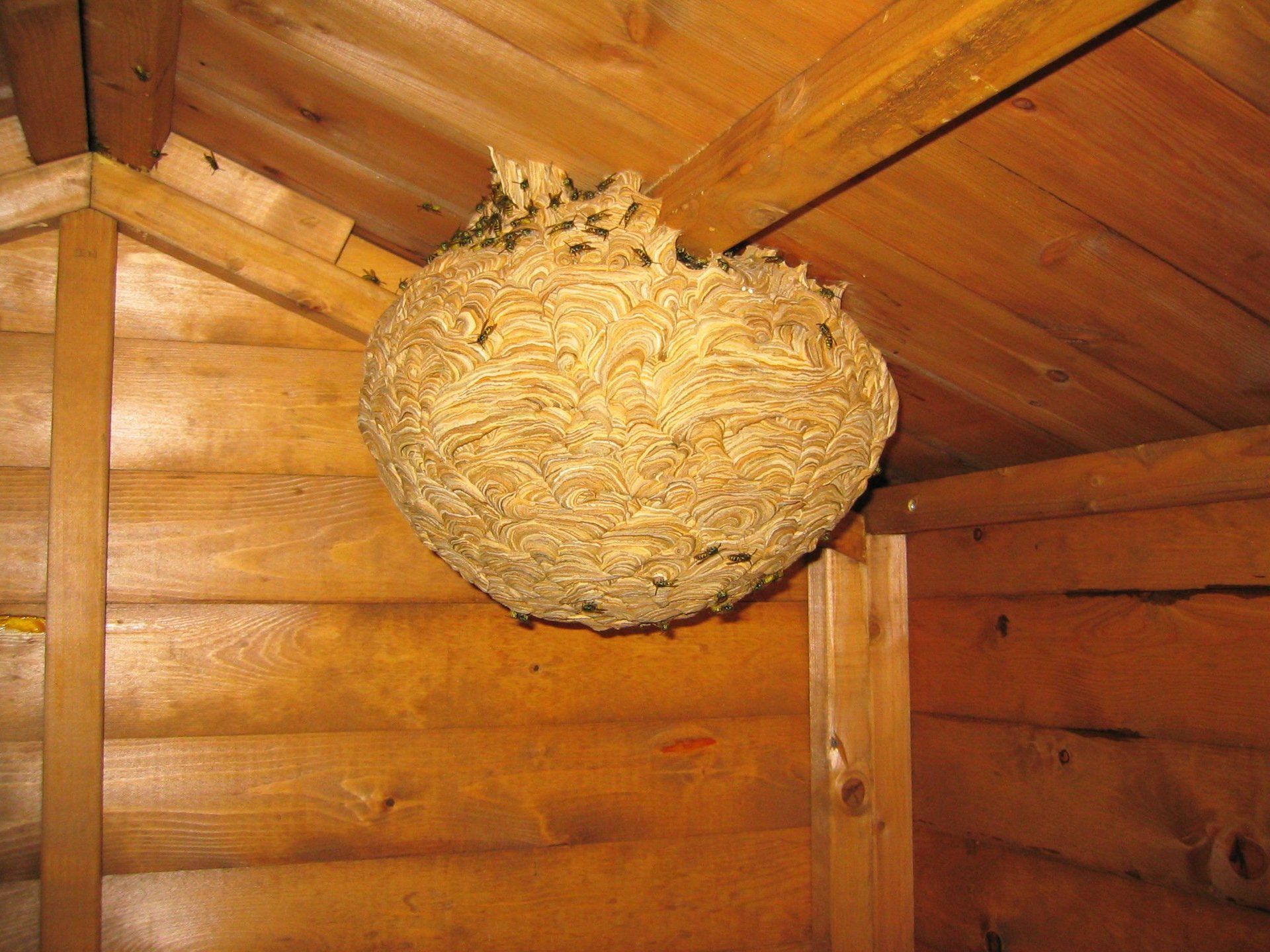 Hanging wasp nest in shed