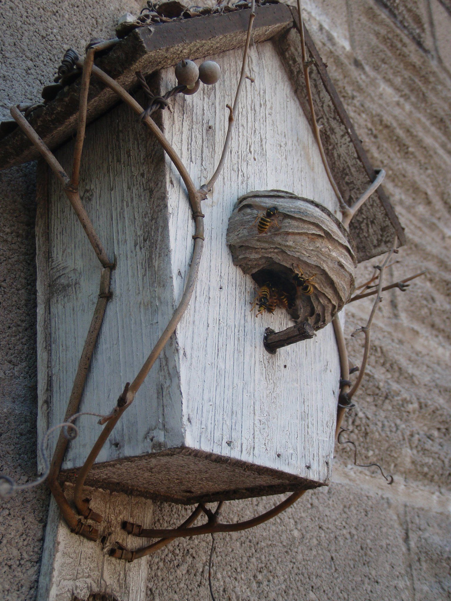 Birdbox wasps