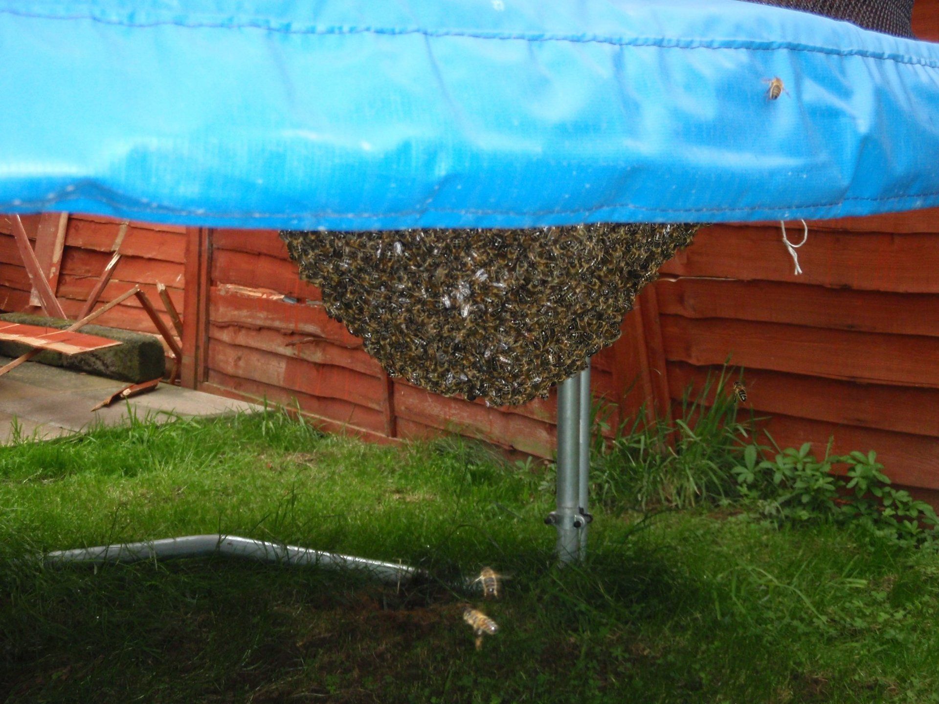 Bees under a canopy