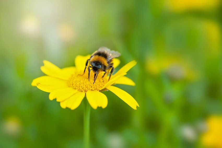 Honey Bee