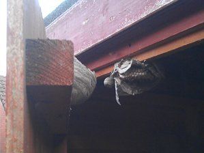 wasp and nest removals