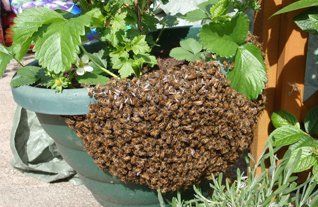 Honey Bee Nest - image