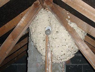 Undisturbed wasps nest in Newport