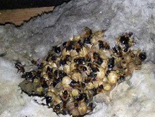 How to Get Rid of Bumble Bees - DIY Pest Control