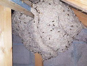 Avoid stings from wasp nests