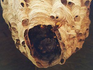 Hornet nest in need of controlling