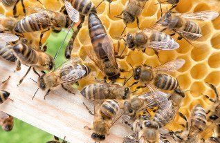 Bees nest