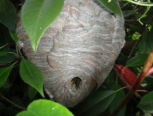 Hive