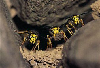 wasps
