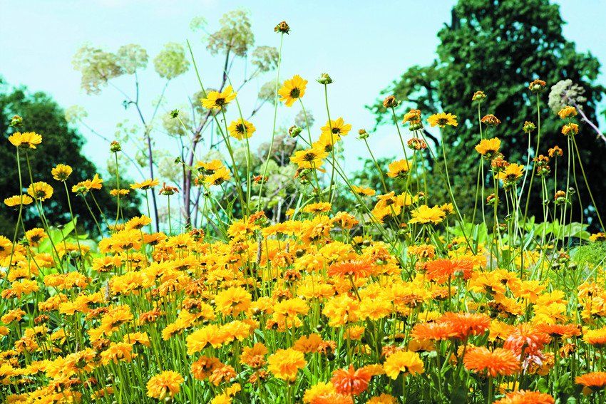 Wild flowers