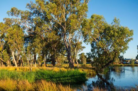 A Lake Surrounded by Trees and Grass on a Sunny Day — Shepparton Radiators & Windscreens in Shepparton, VIC
