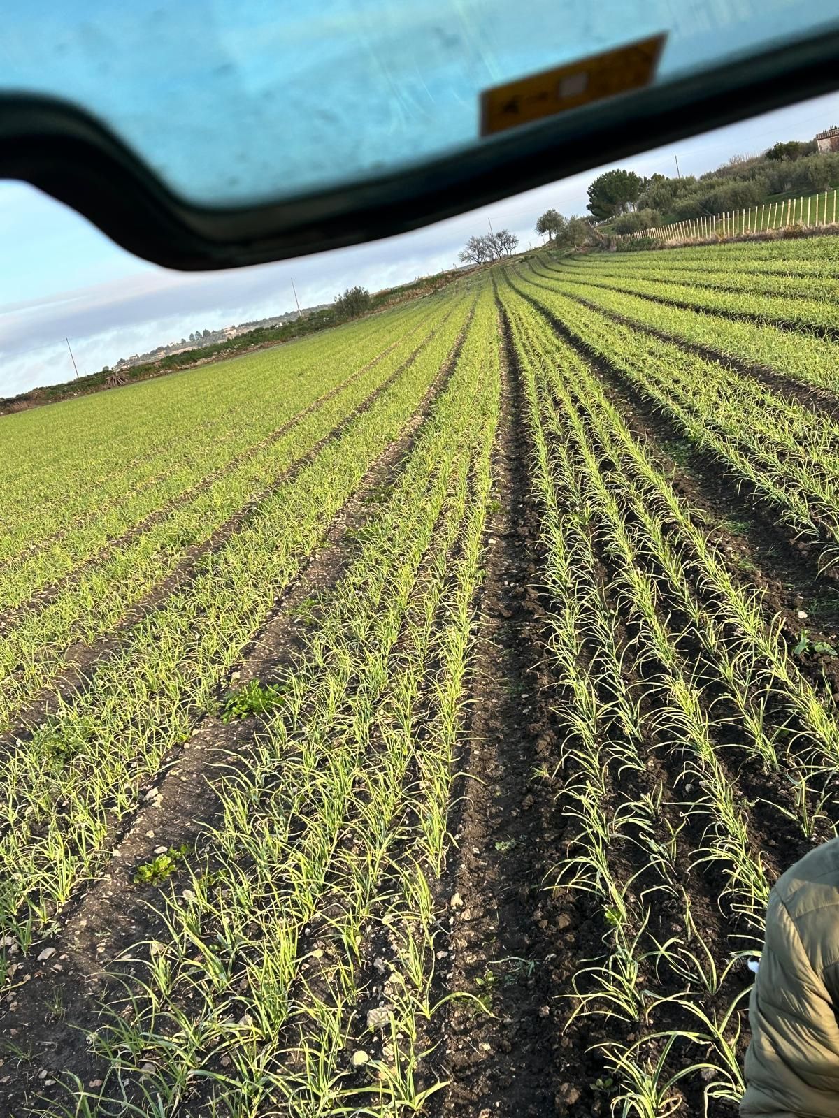 Campo arato per la coltivazione dell'aglio