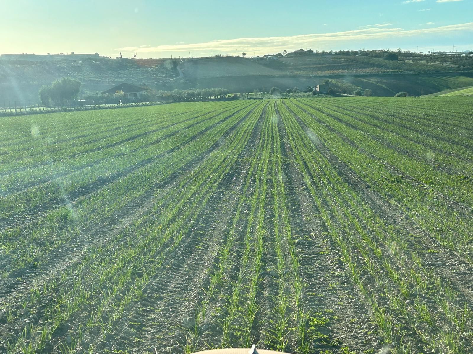 Campo arato per la coltivazione dell'aglio