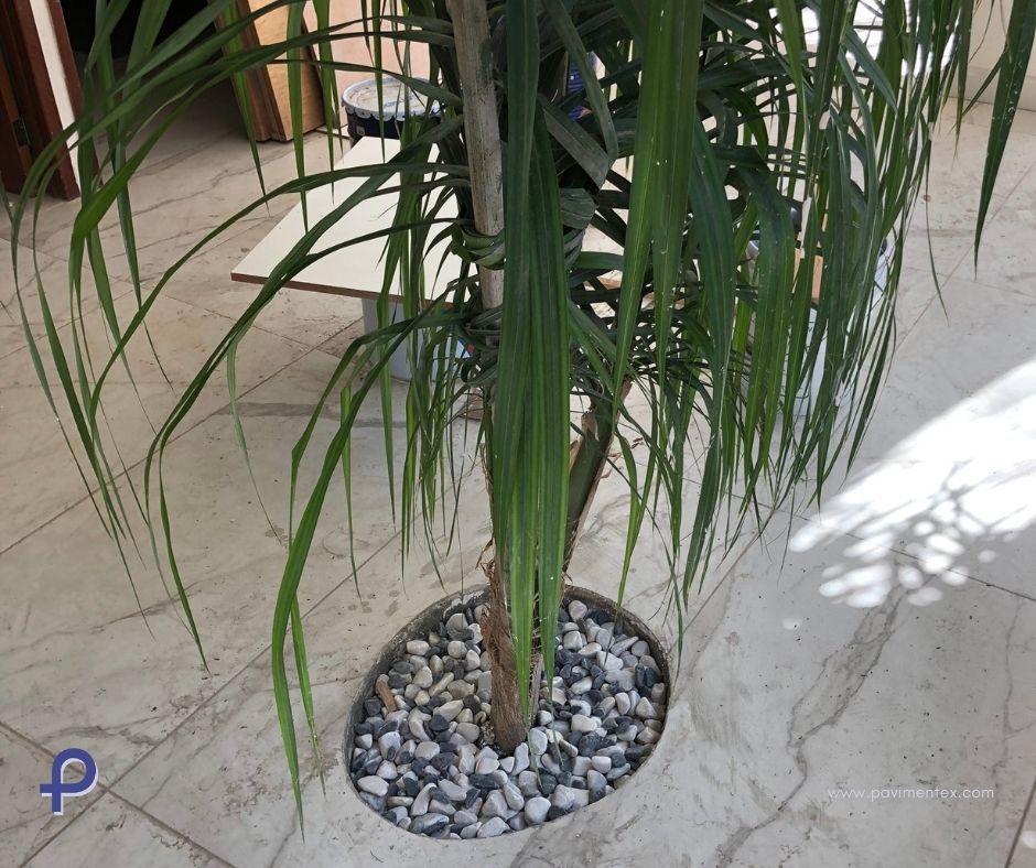 Una palmera en una maceta sobre un suelo de baldosas.