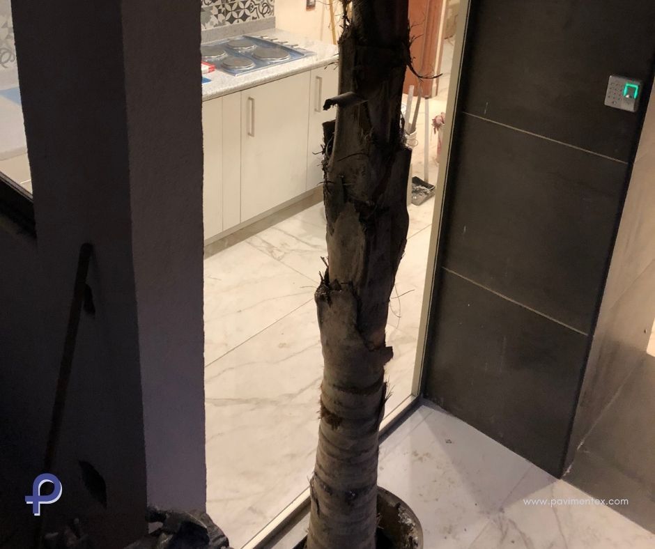 Una gran planta en maceta se encuentra en un pasillo junto a una puerta.