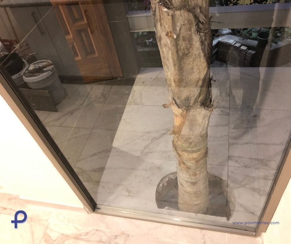 Un árbol está detrás de una pared de cristal en una habitación.