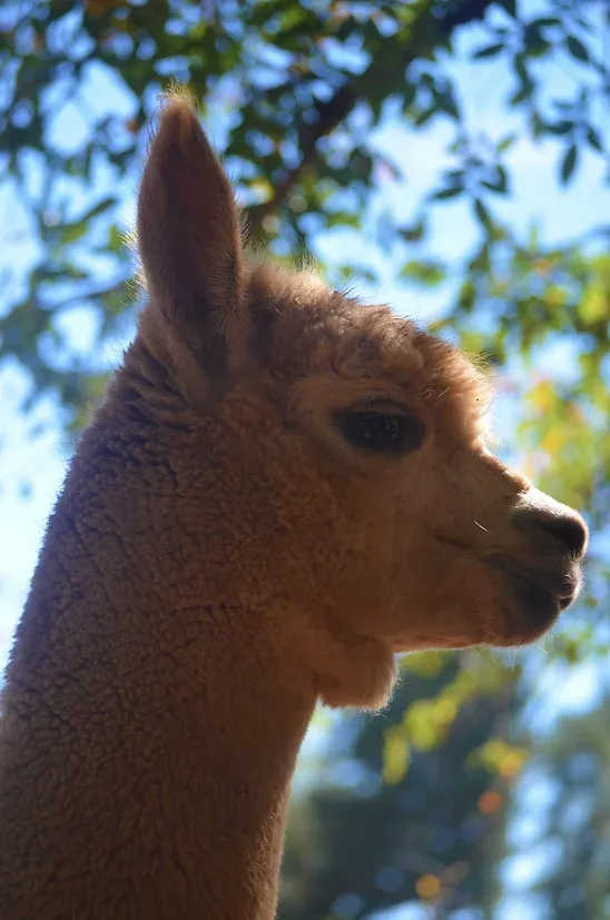 Fawn