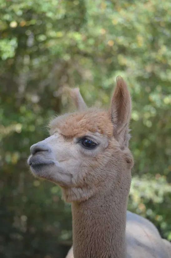 Fawn1