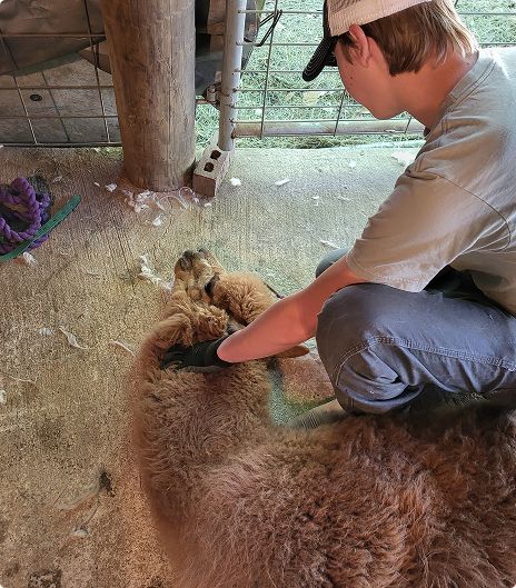 Person petting an Alpaca, both are indoors. The Alpaca is brown, the person is wearing a hat.