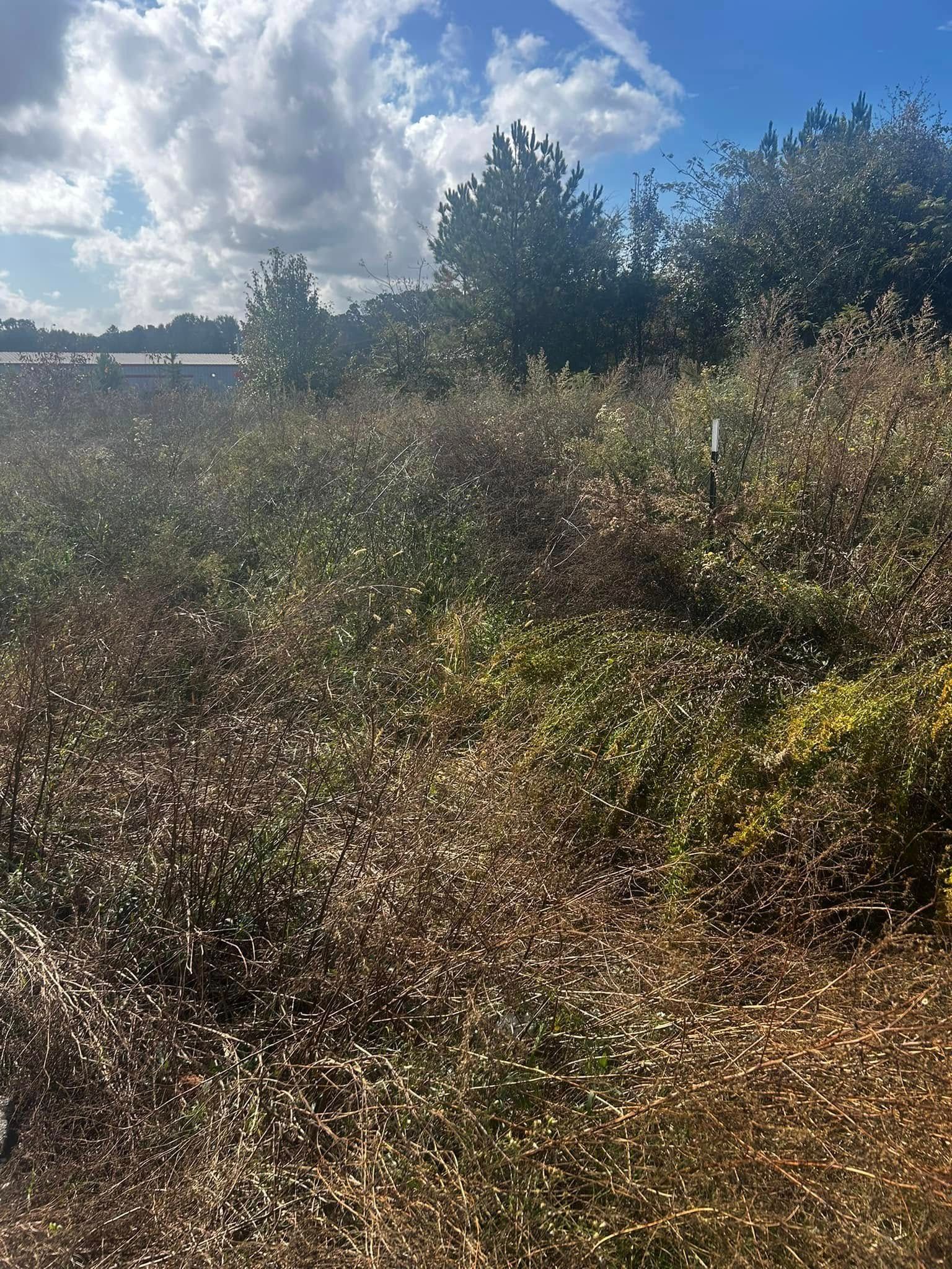 Overgrown field with tall grass, shrubs, and trees under a partly cloudy blue sky.