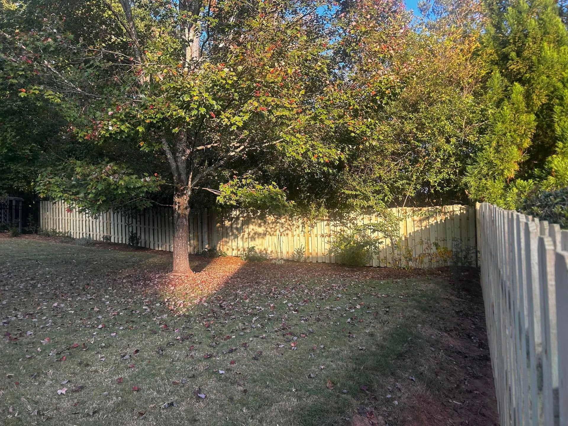 Backyard scene with a wooden fence, trees, and fallen leaves on the grass.