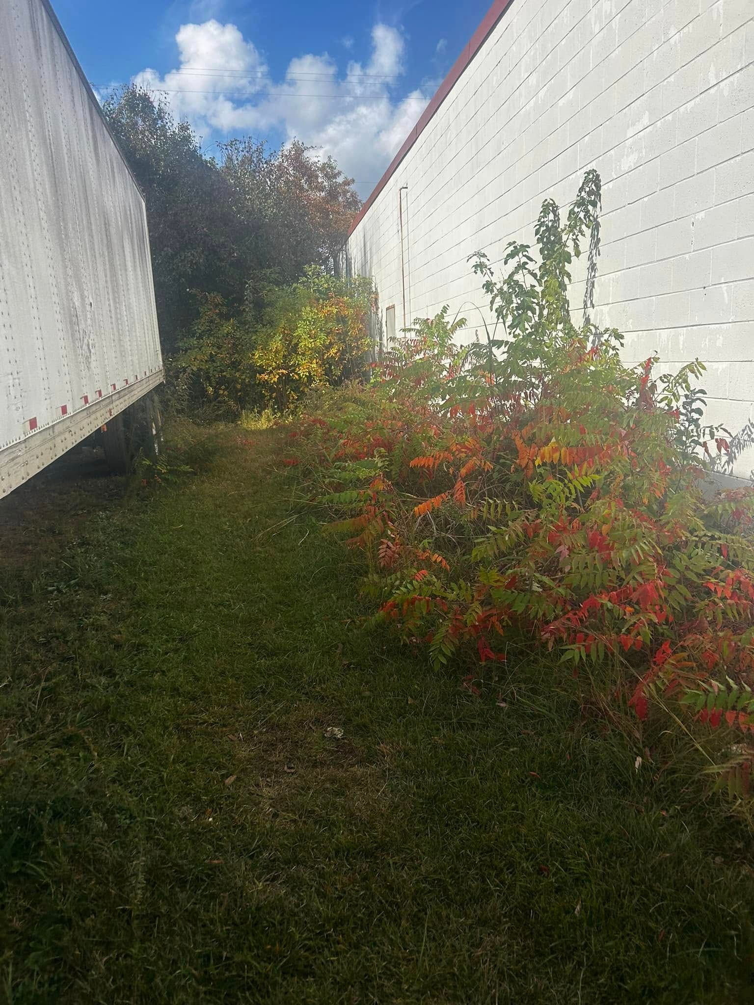 Grassy area between two white buildings with colorful bushes, under a blue sky.