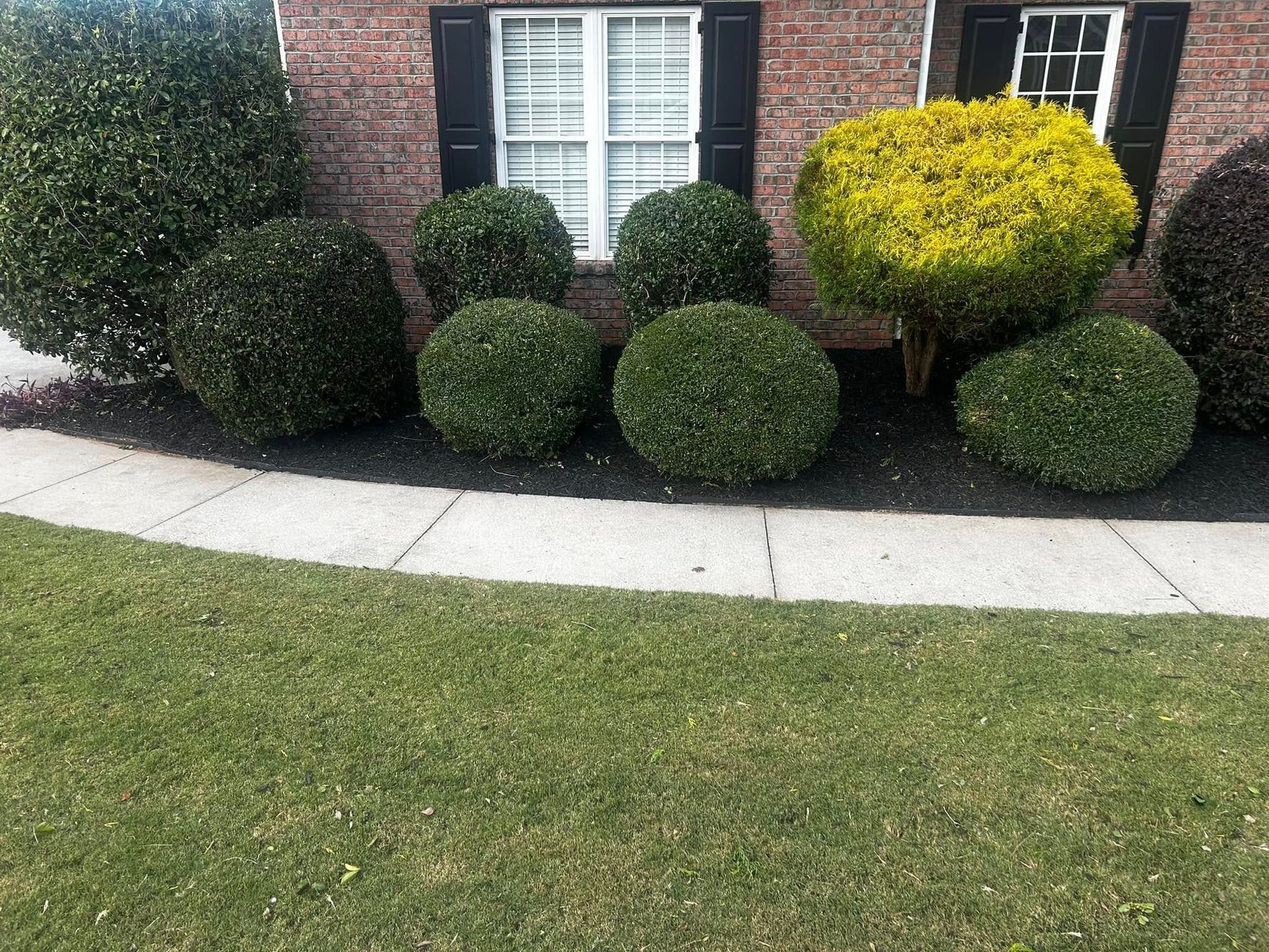 Green and yellow bushes along a sidewalk in front of a brick building.