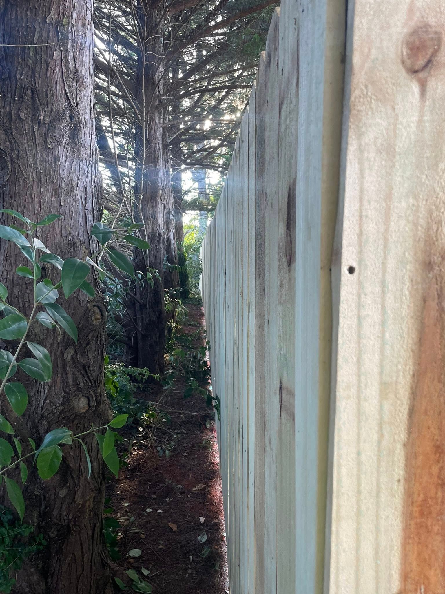 Narrow path between a wooden fence and tall trees; sunlight filters through the branches.