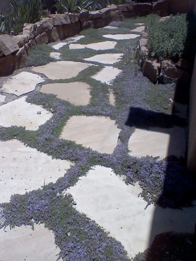 Flagstone set in sand with creeping thyme