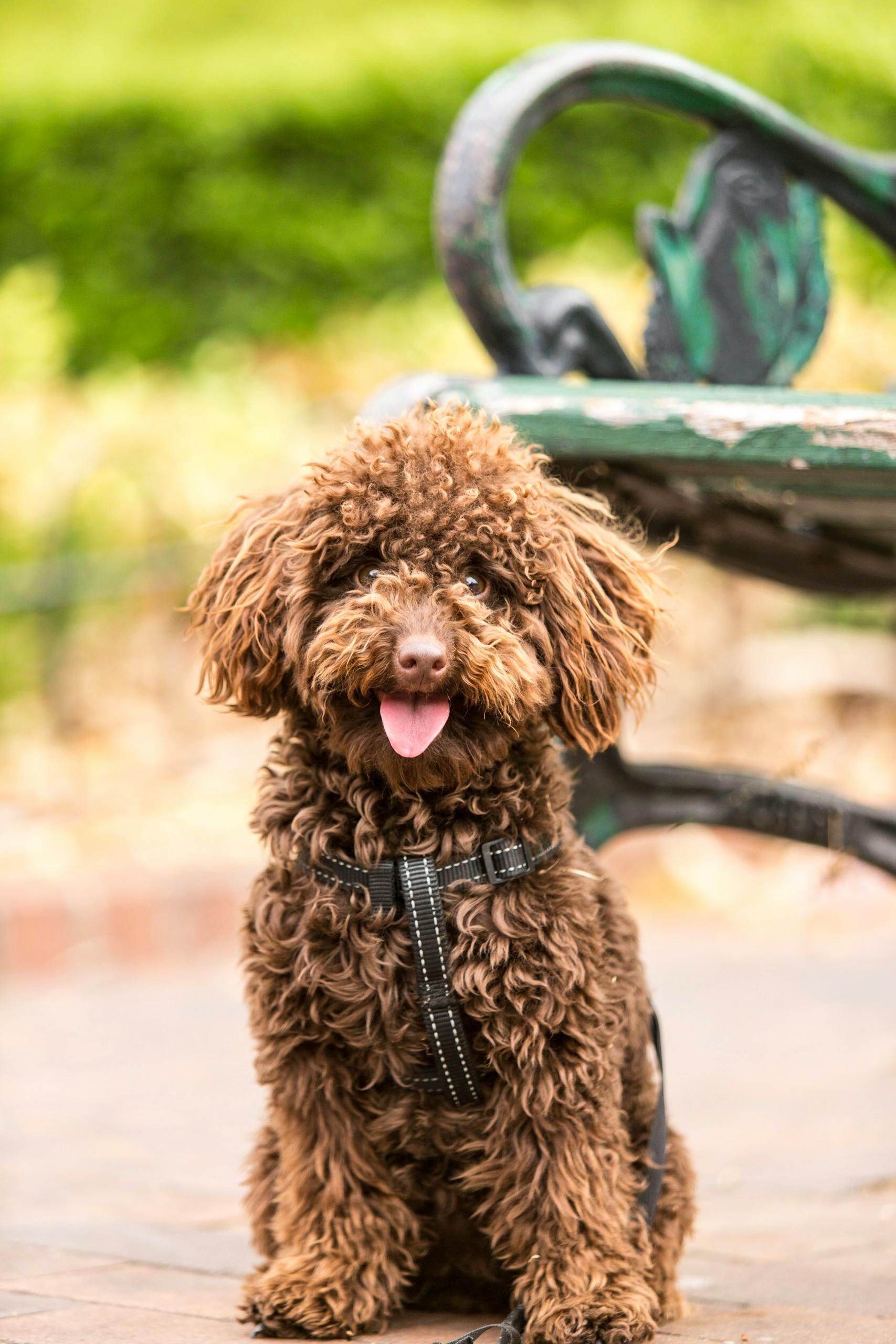Brown poodle dog sitting on a pathway with a bench in the background, smiling.