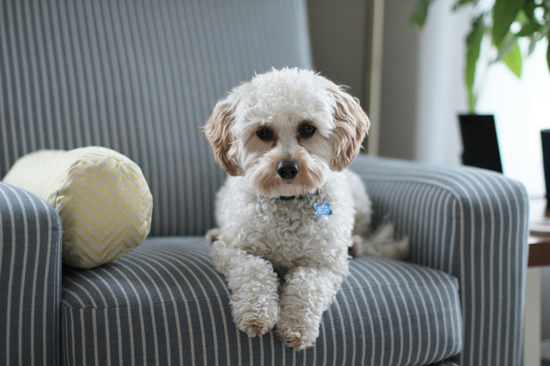 Small, curly-haired dog with tan ears, lying on striped armchair, looking forward.