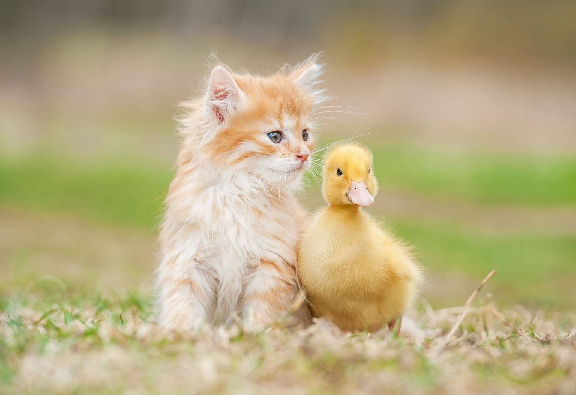 A kitten and a duckling are sitting next to each other in the grass.