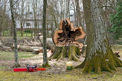 Tree Prunning Jacksonville Fl