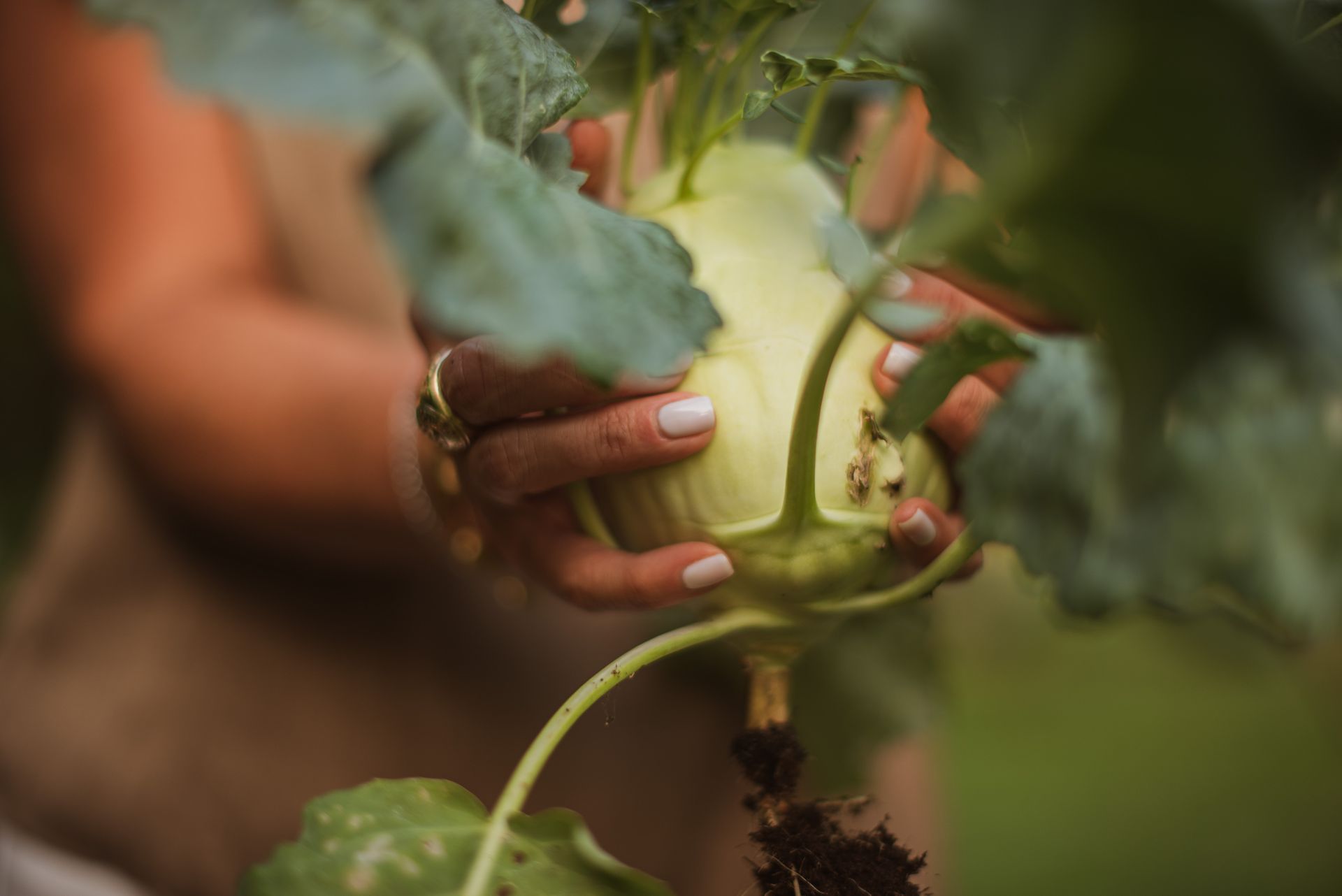 custom garden services