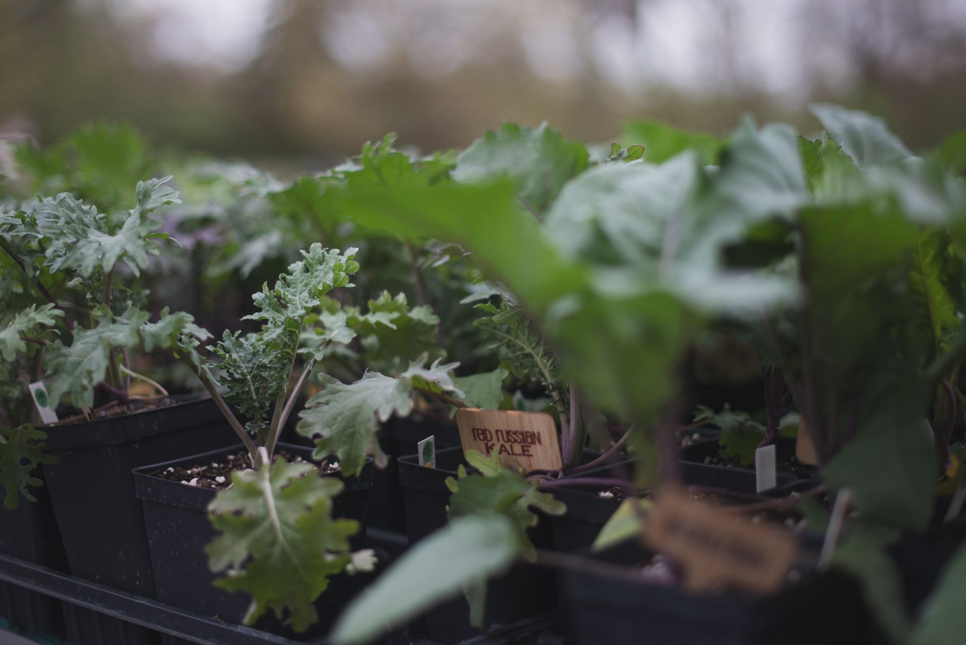 custom garden services