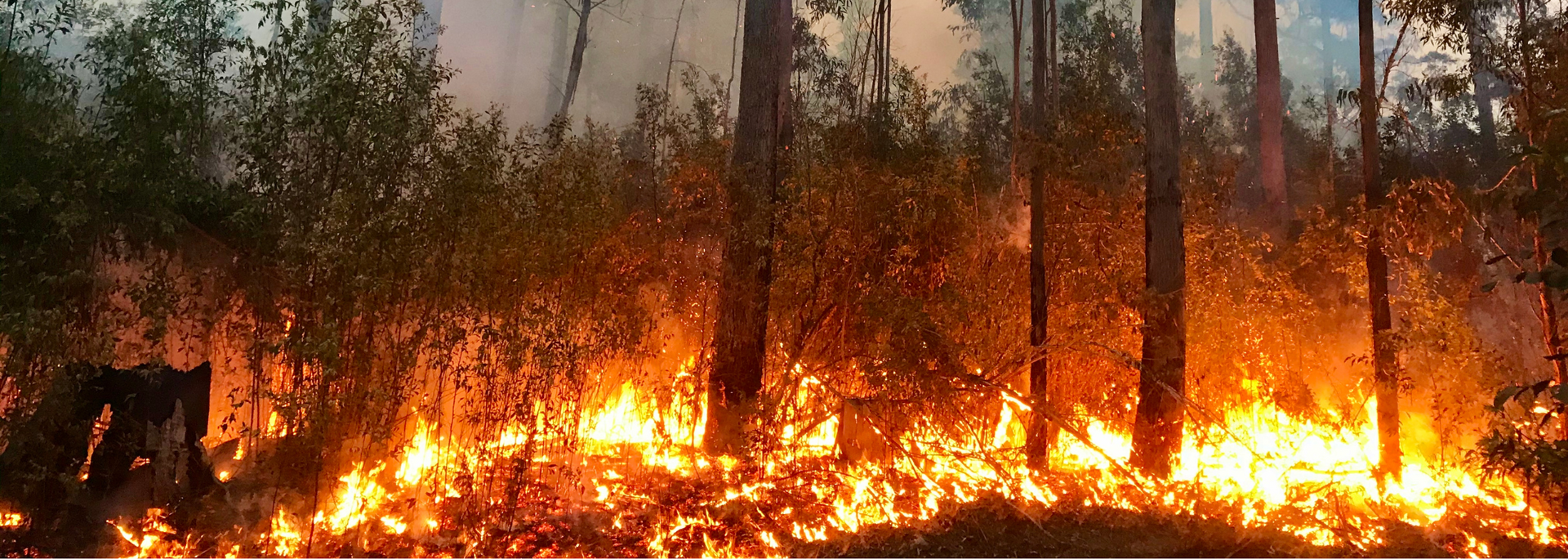 Picture of a bushfire.