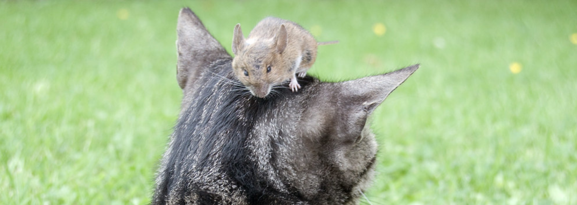 Picture of a cat and a mouse.