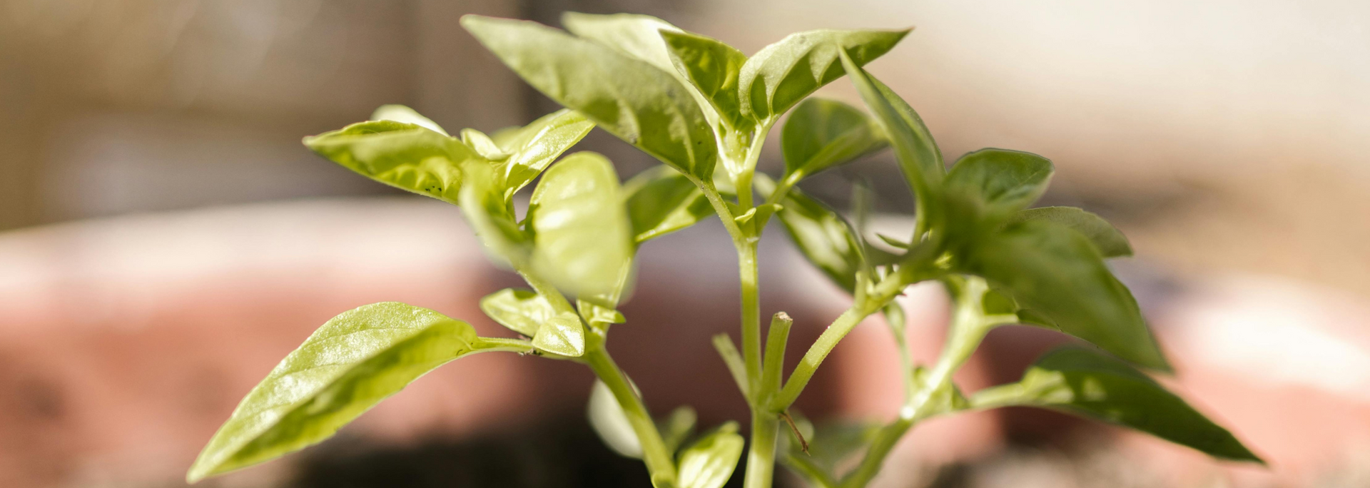 Picture of a growing plant shoot.