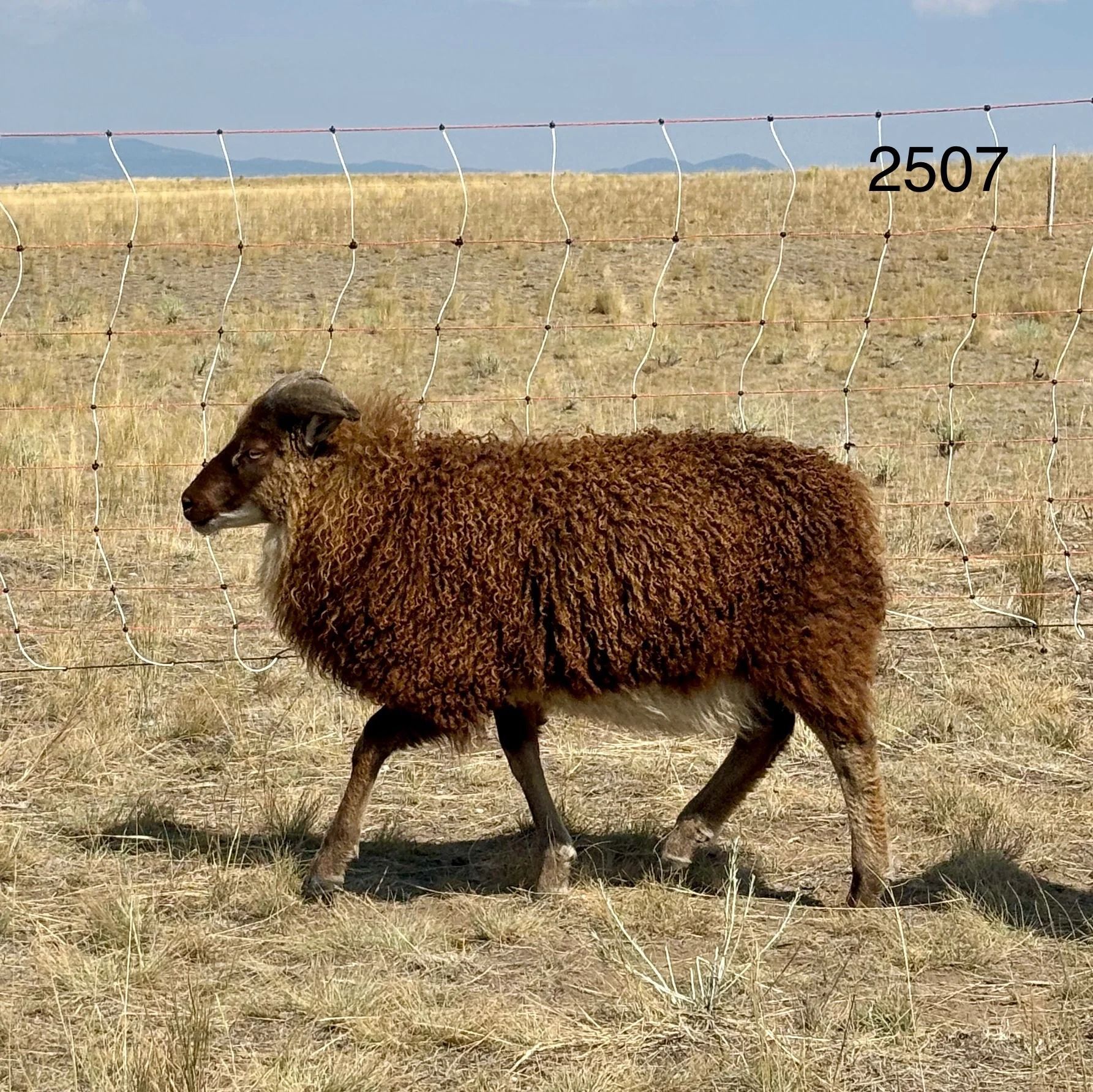 Brown sheep walking in a dry, grassy field near a fence under a bright sky.