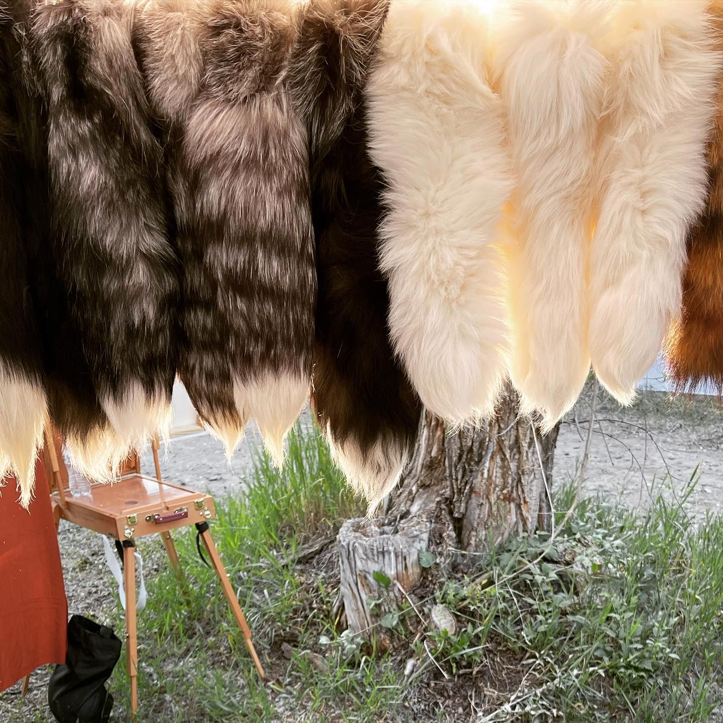 Fox tails hanging outdoors, varying shades of brown and white fur.