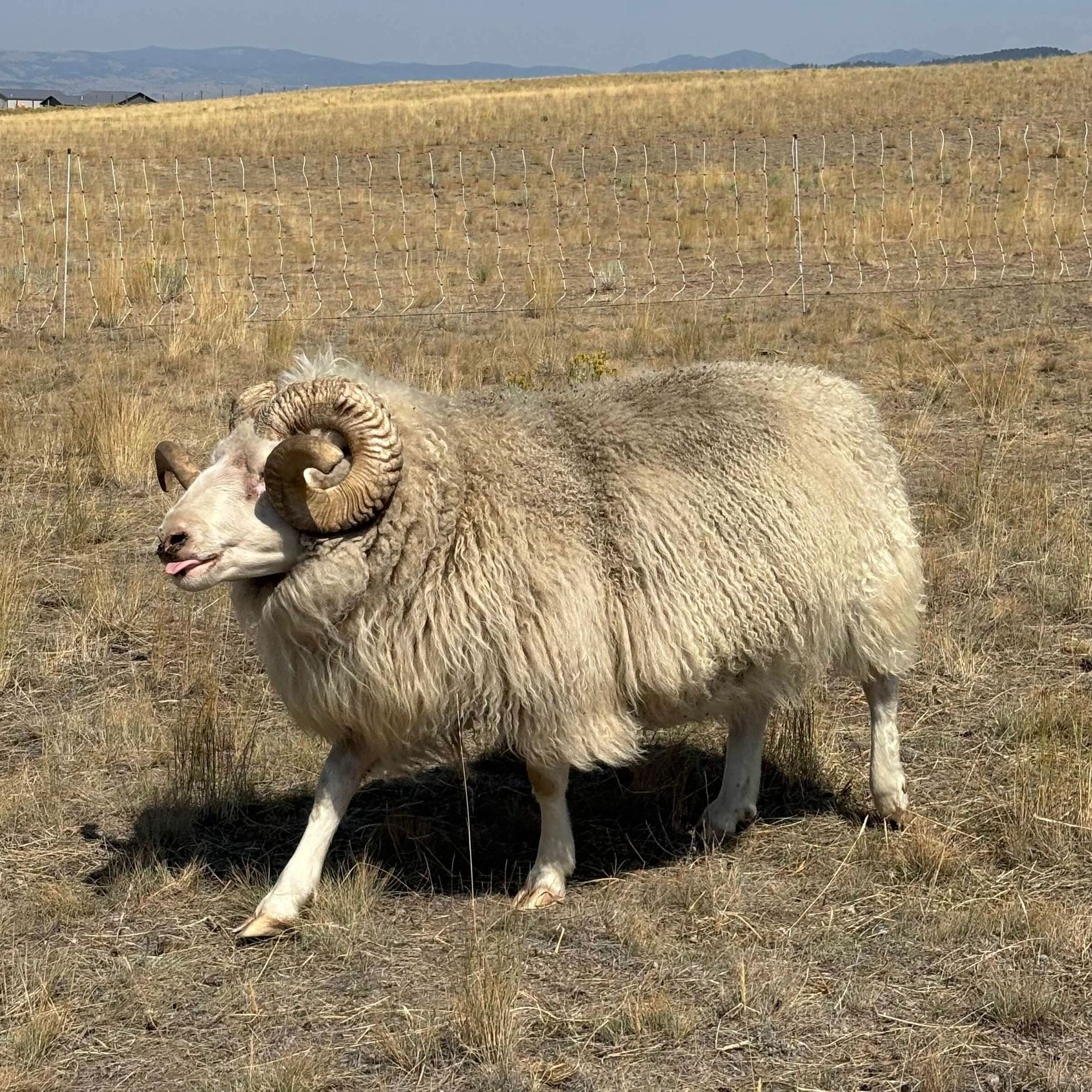 Ram with large, curled horns and light wool walking in a dry, grassy field.