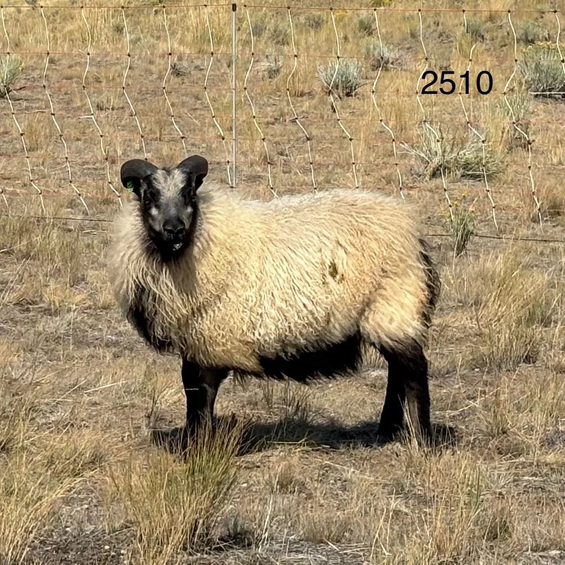 Sheep with light brown wool, black face and legs, standing in a field of dry grass.