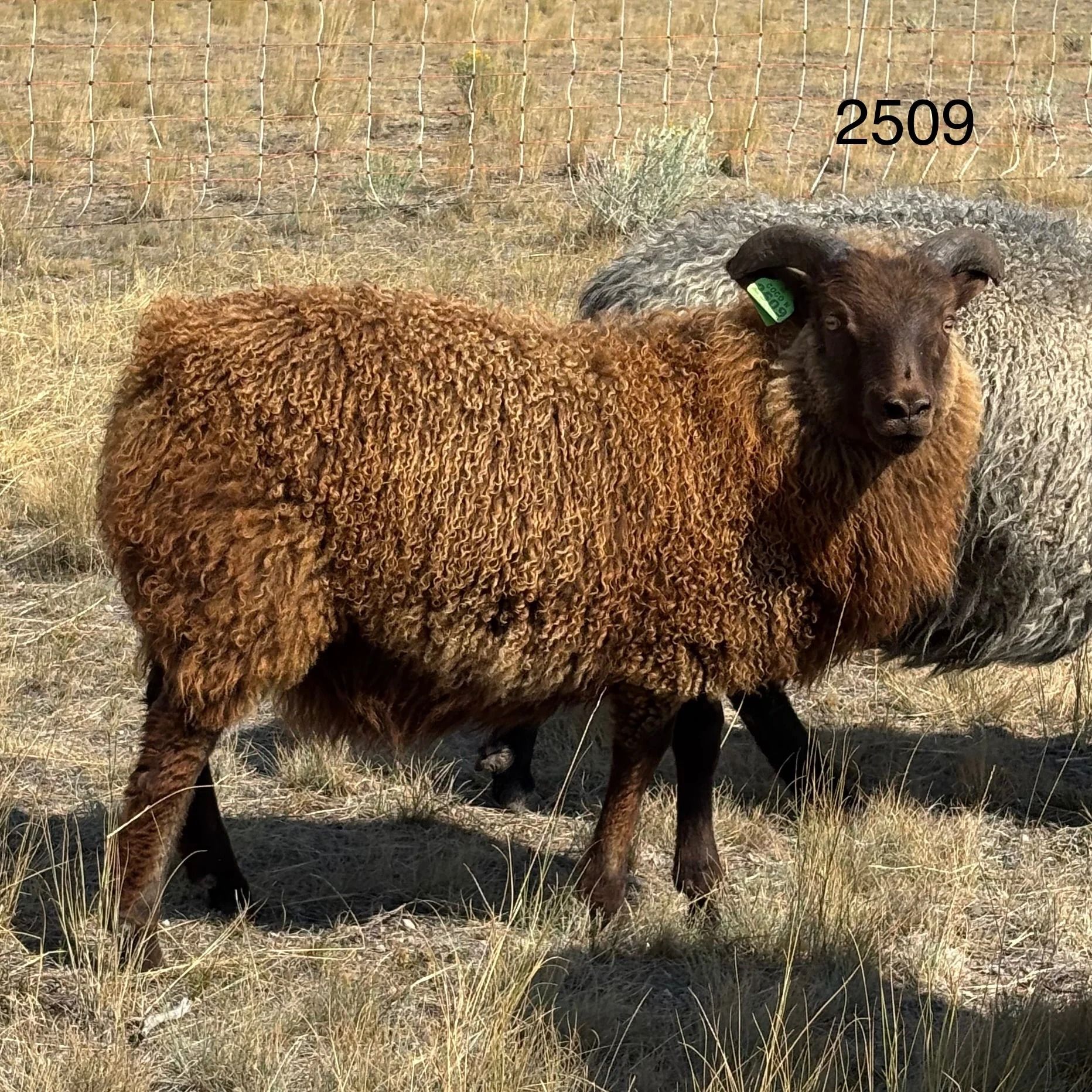 Brown sheep with curled horns in a field. It has a green tag on its ear, the number