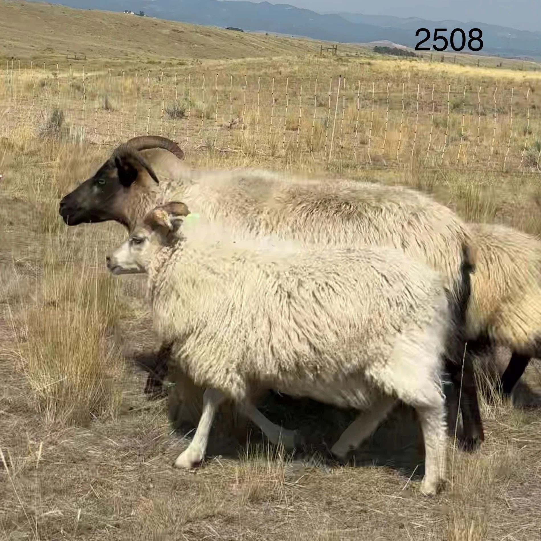 Sheep with black heads and legs graze on dry grassland.