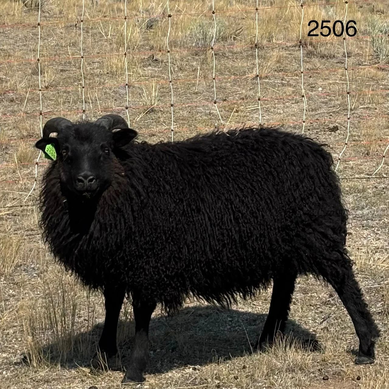 Black sheep with curled horns stands in a field, wearing a green ear tag.