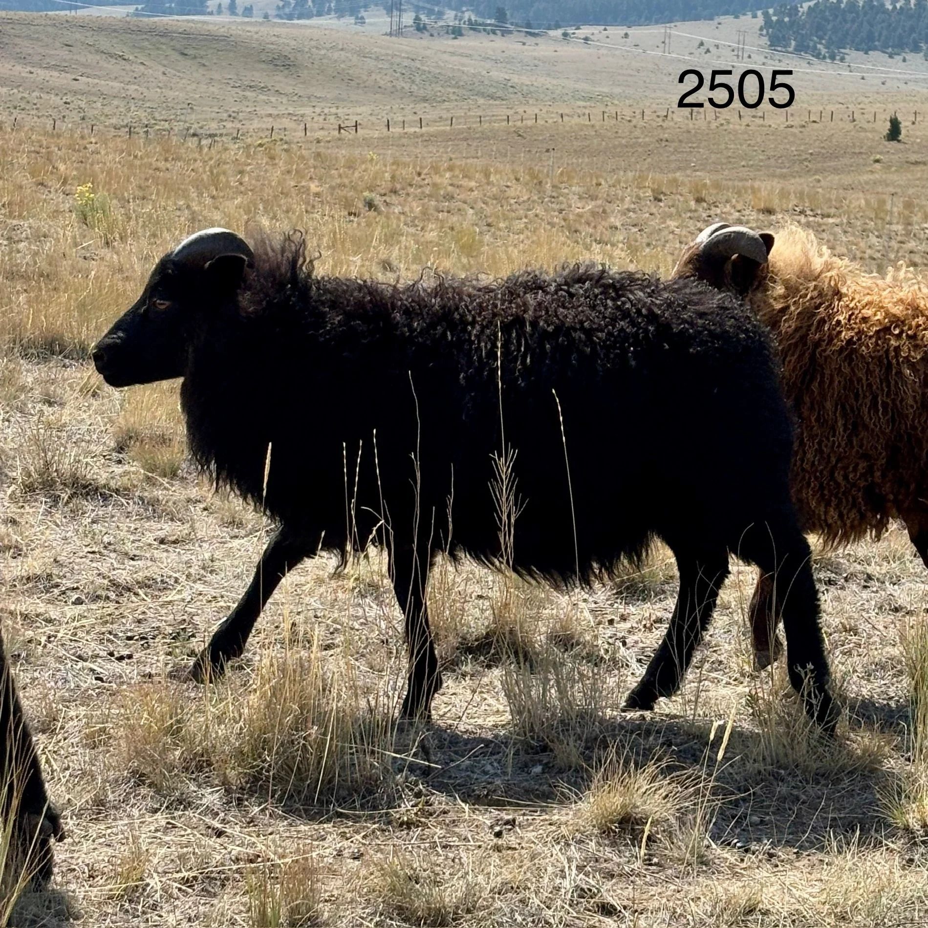 Black sheep with a curly coat walks in a dry field.