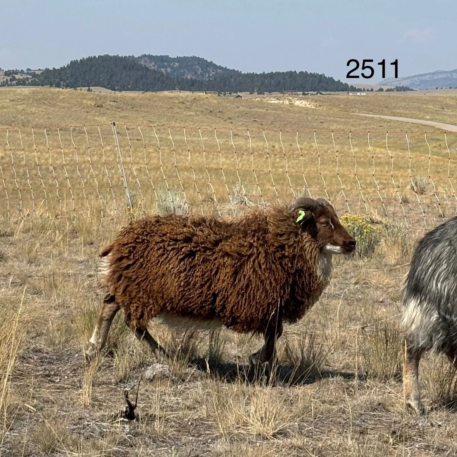 Brown sheep with a fluffy coat in a dry field, a distant hill in the background.