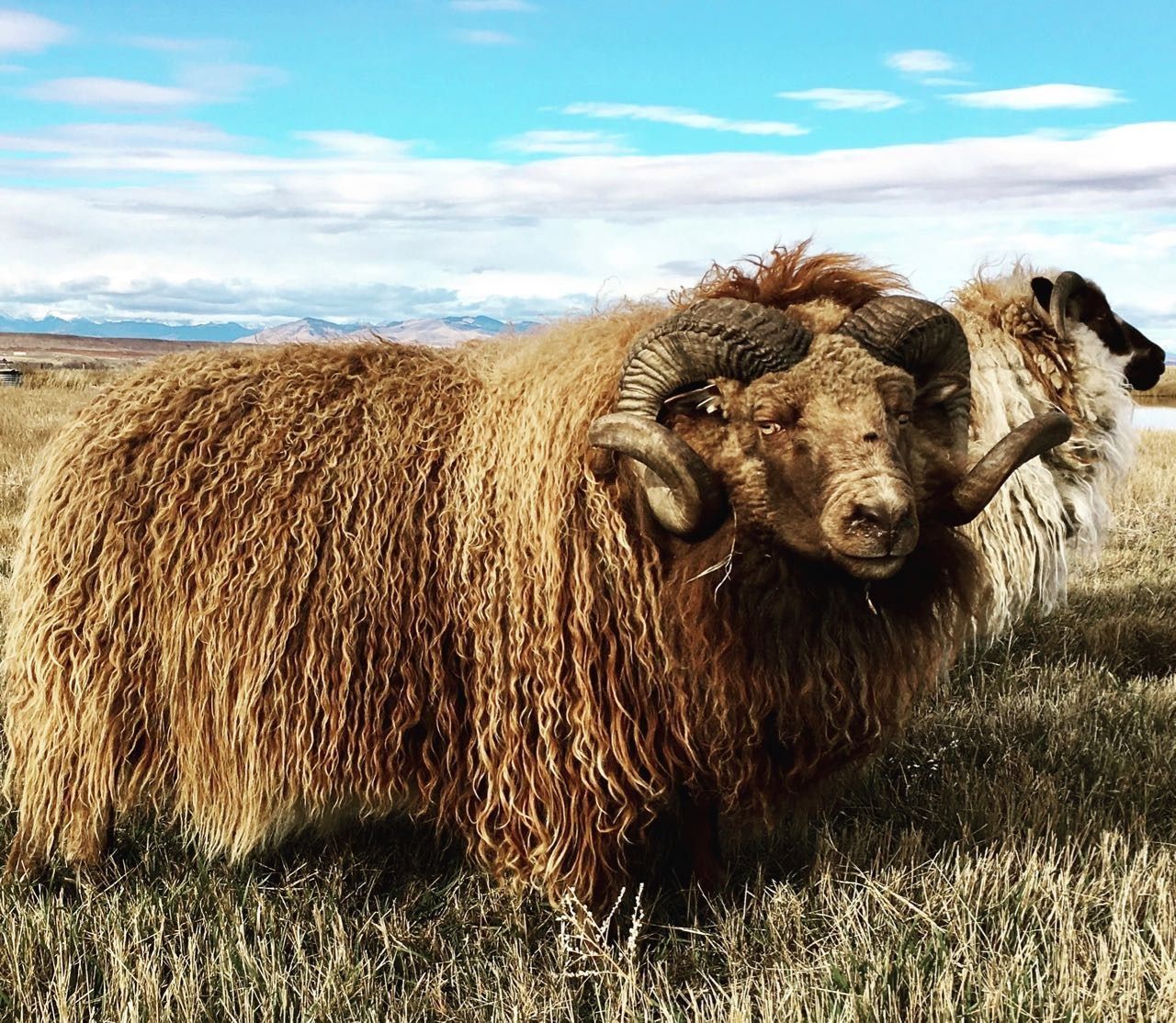 Brown ram with large curled horns in a field, other sheep behind.