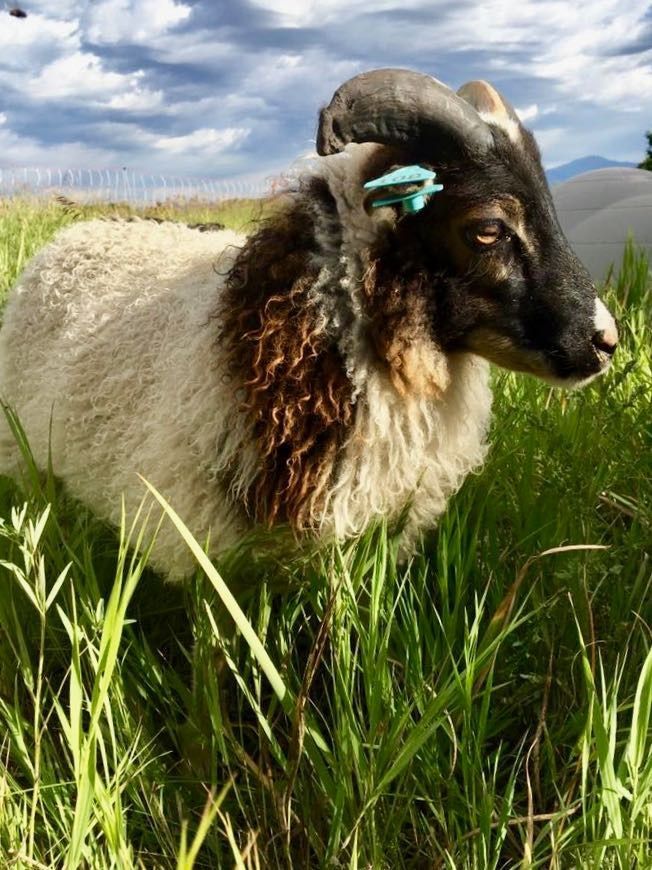 Ram with large horns, black face and neck, and white body, grazing in tall green grass on a cloudy day.