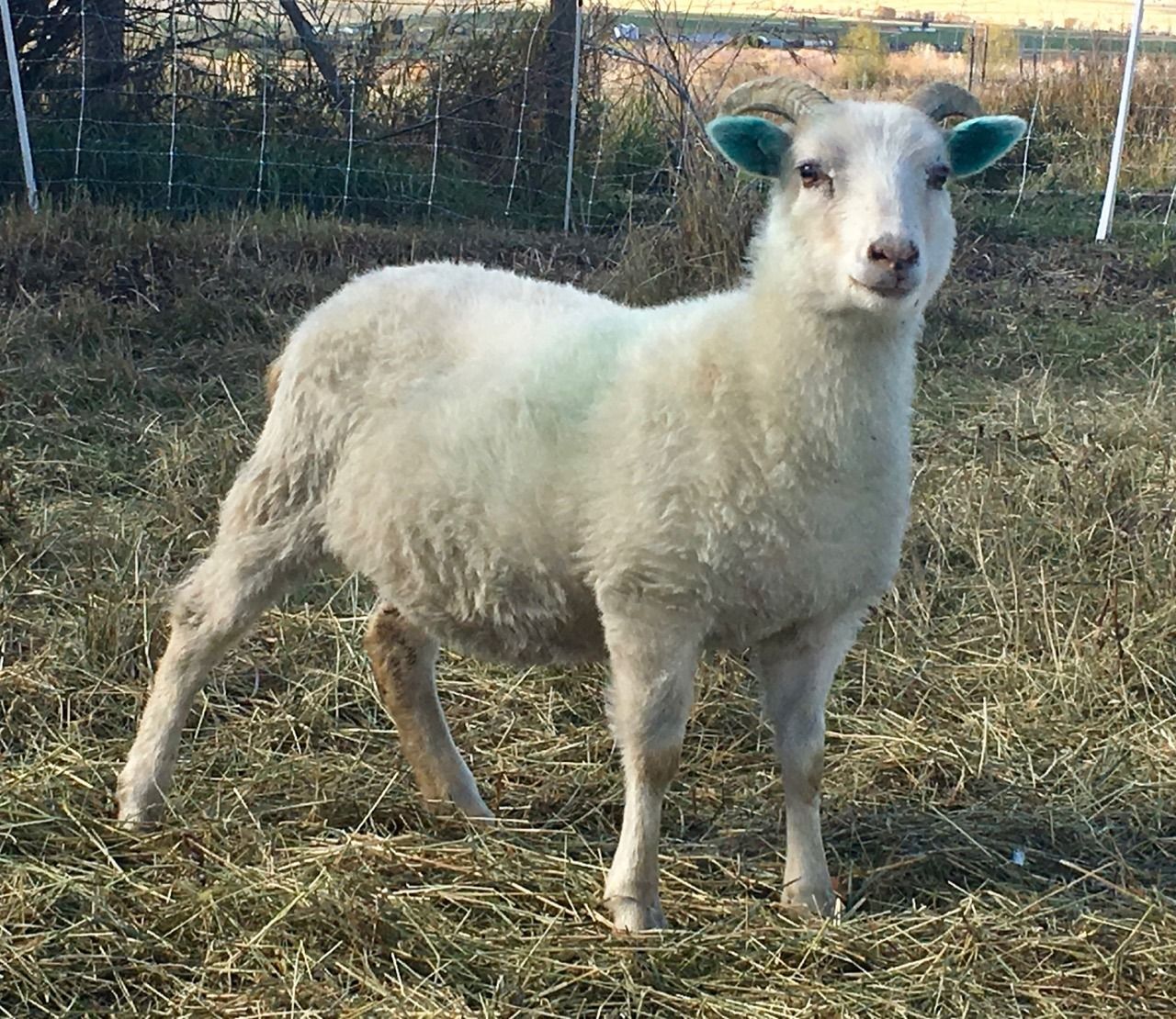 White sheep standing in a grassy field; its ears and horns are painted blue.